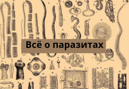 ВСЕ О ПАРАЗИТАХ